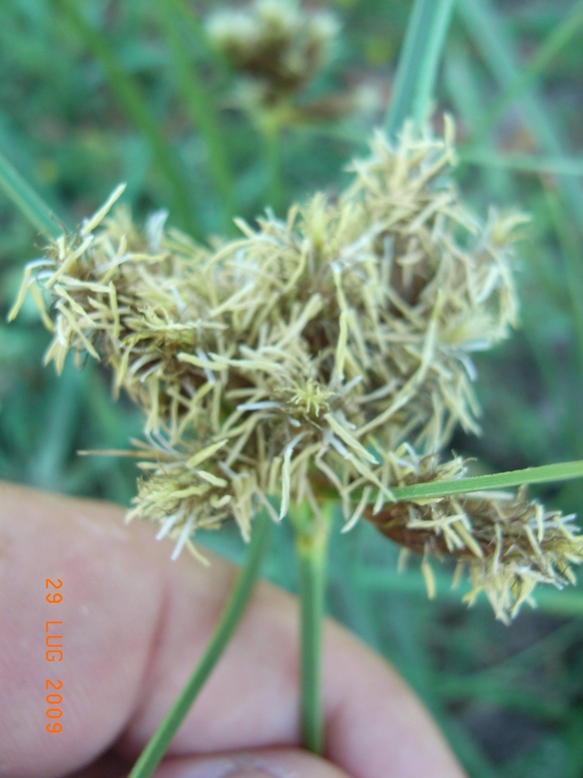 Bolboschoenus maritimus / Lisca marittima